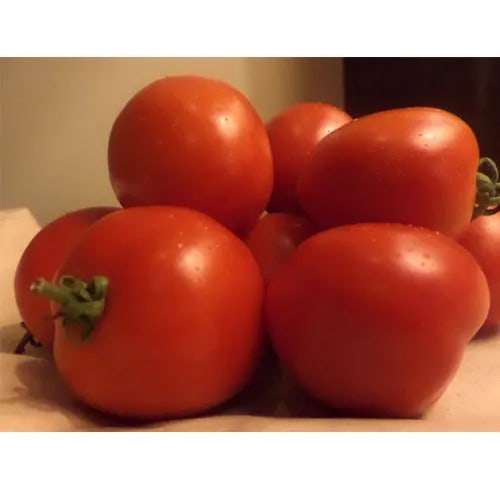 Sinag Tala F1 Hybrid Tomato Seeds - 1500 Seeds