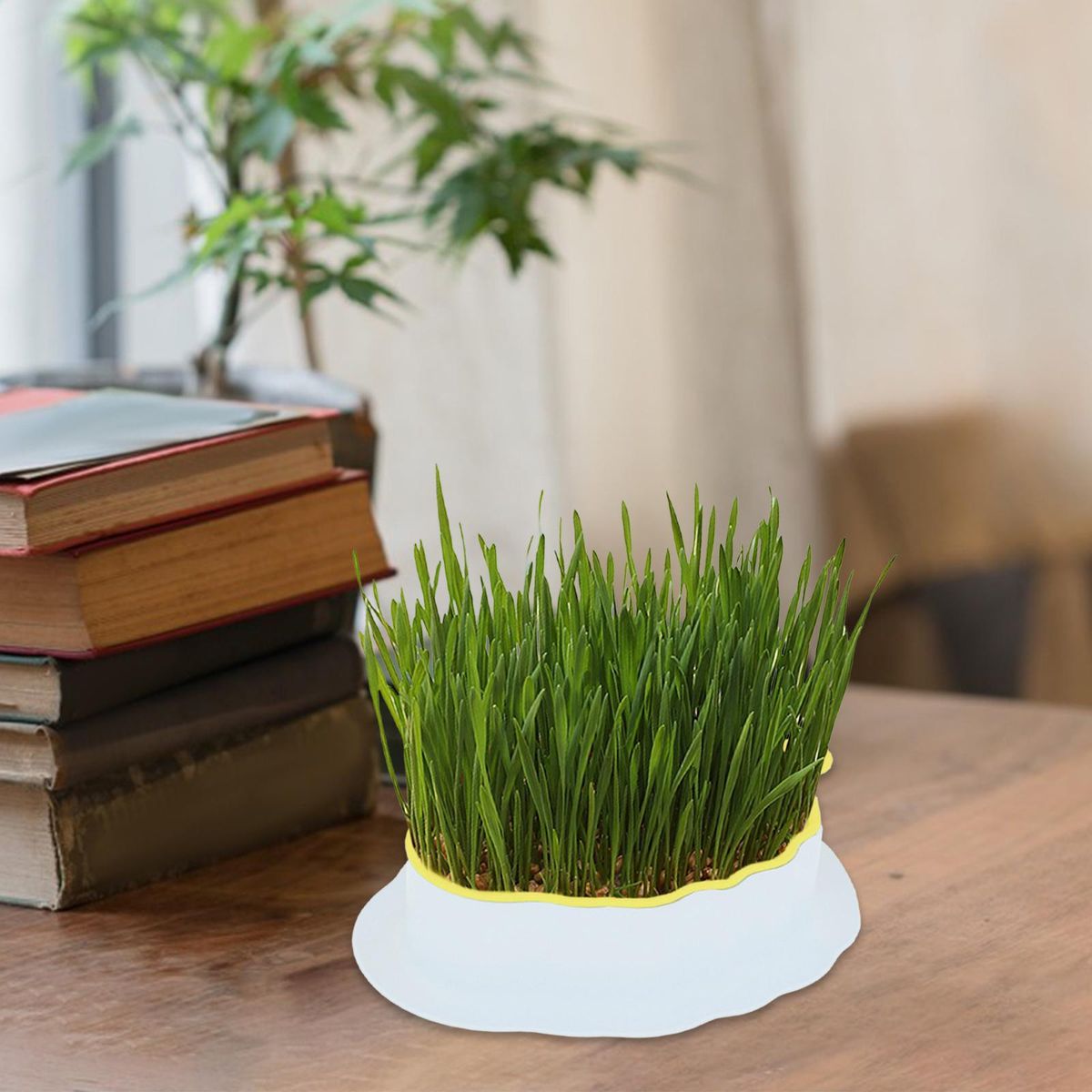 Cats Grass  Tray With Drain Holes For White Yellow