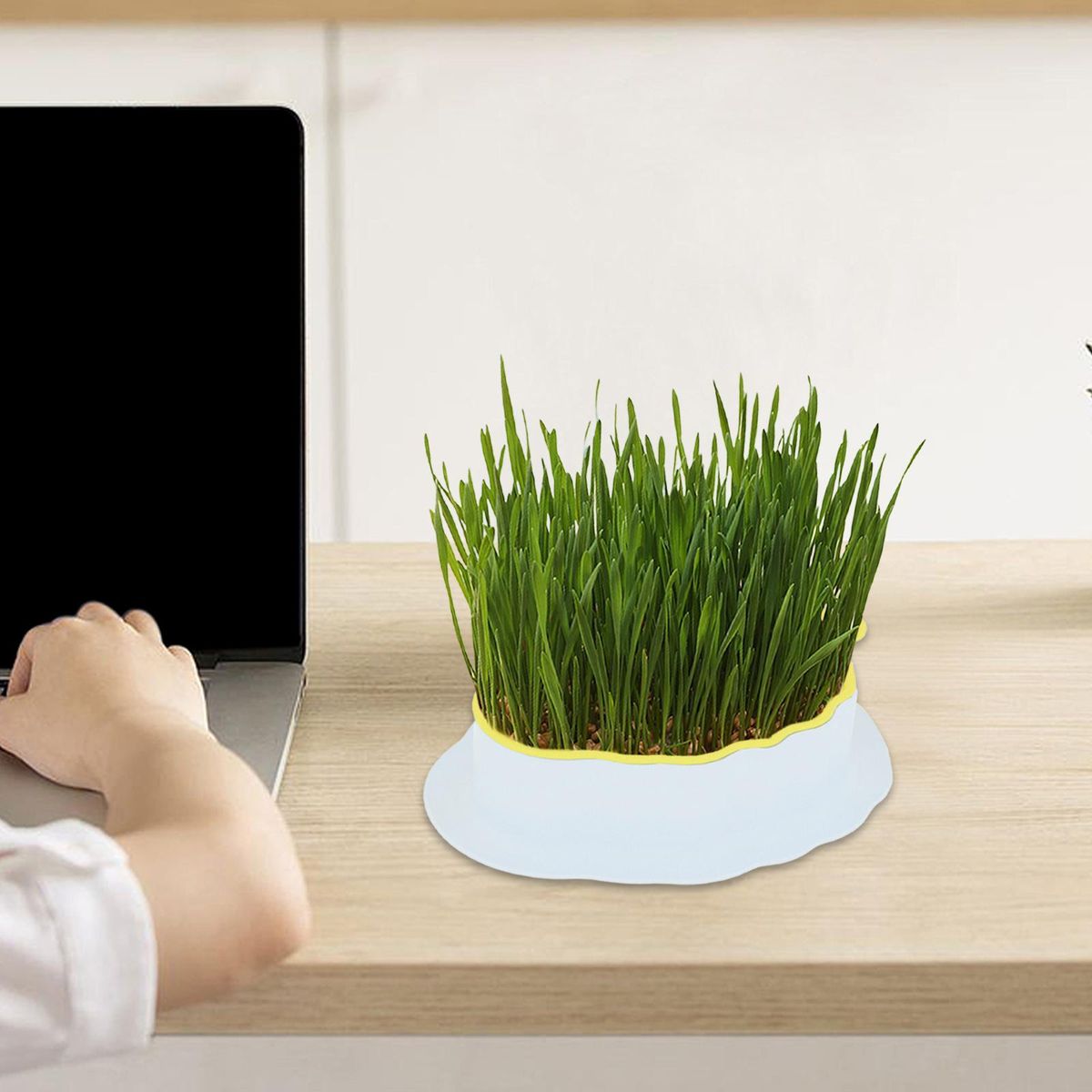 Cats Grass  Tray With Drain Holes For White Yellow