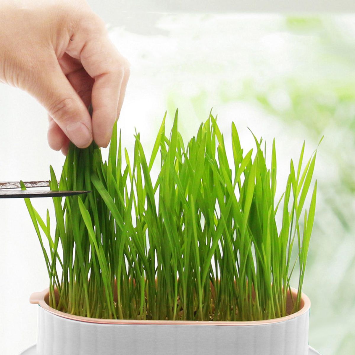 Seed Tray Seed Germination Microgreens Cats White Green