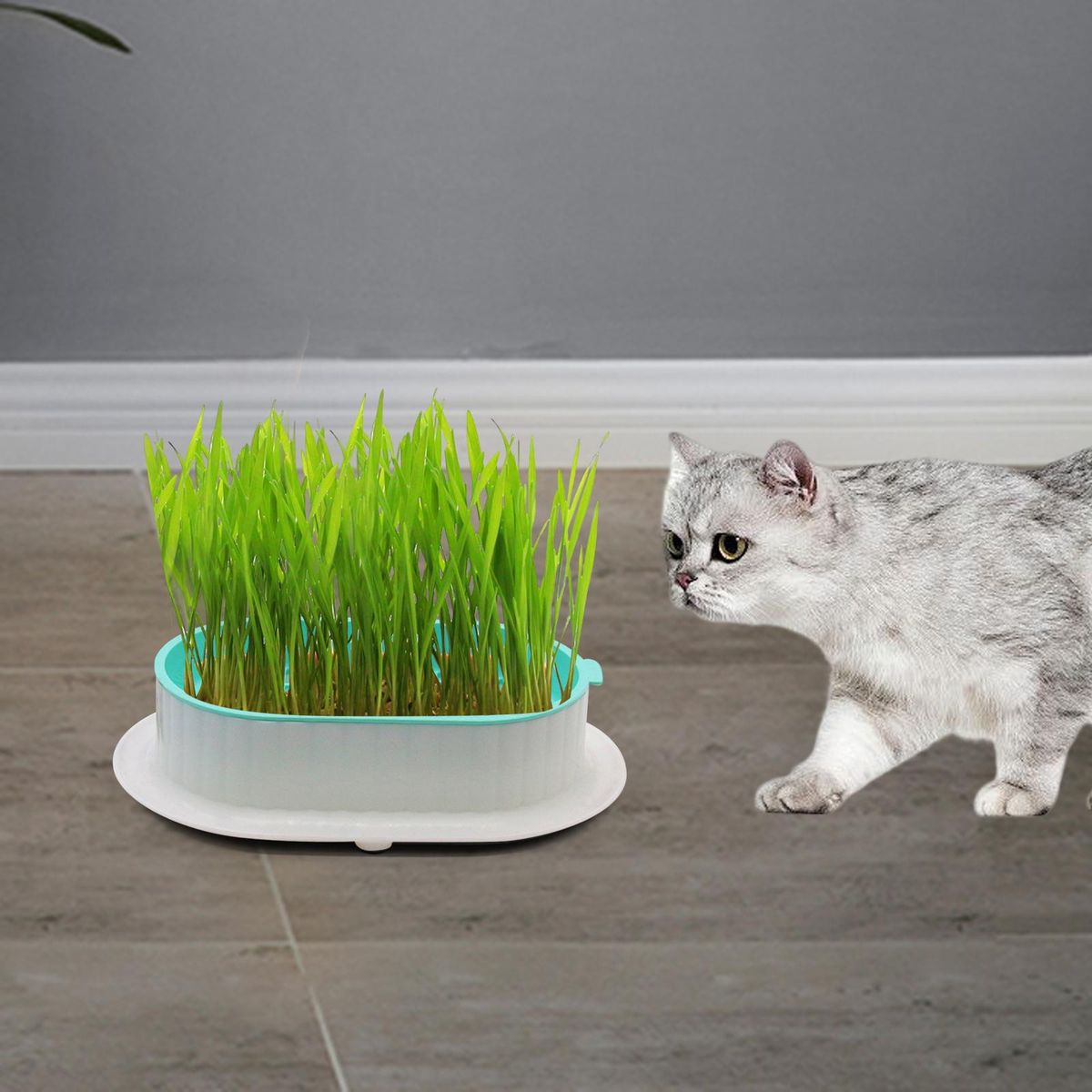 Seed Tray Seed Germination Microgreens Cats White Green