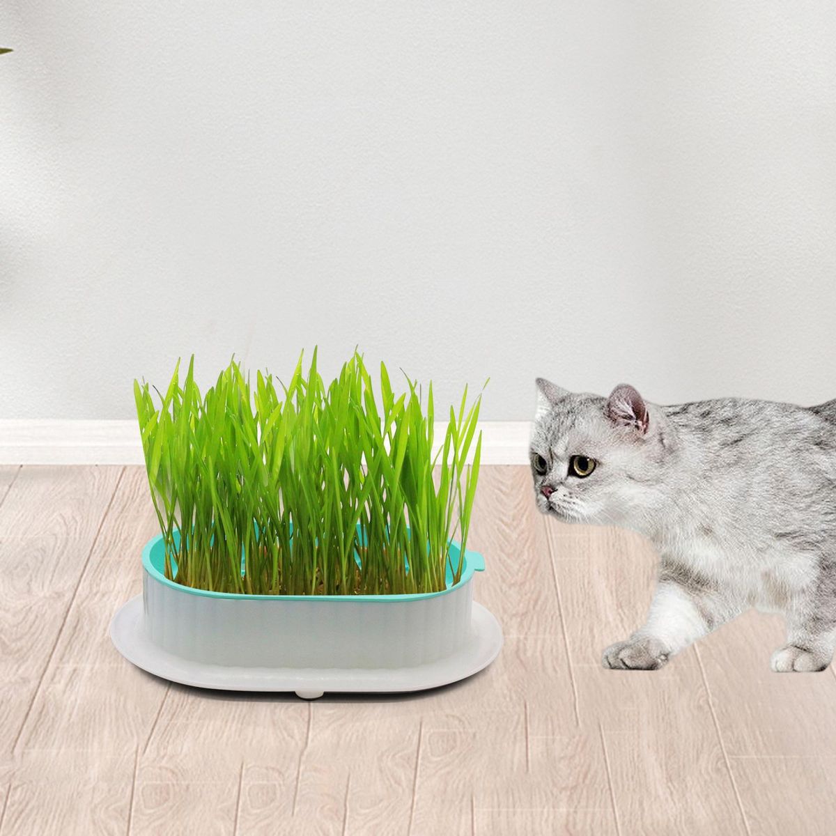 Seed Tray Seed Germination Microgreens Cats White Green