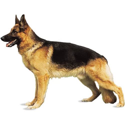 100% Dry Food For Puppy 15kg