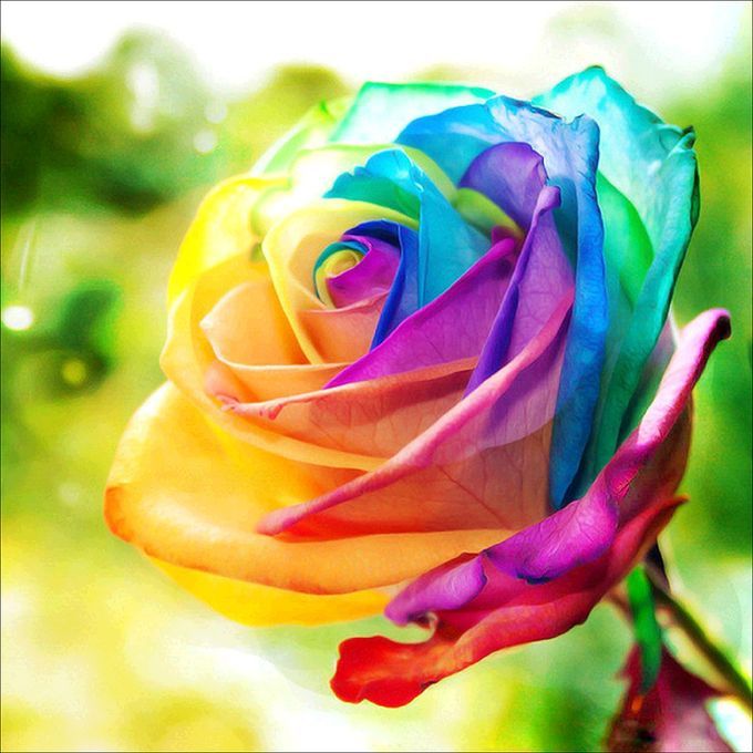 DIY 5D Diamond Painting Colorful Rose Rhinestone Embroidery