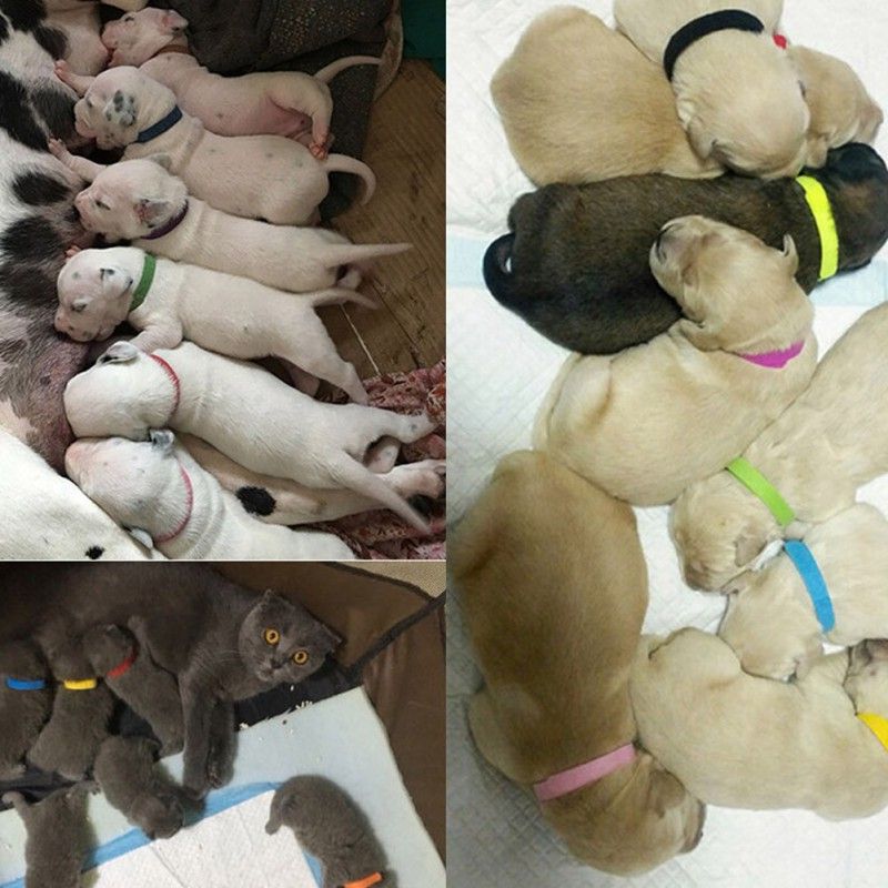 12 15 Pcs Pack Identification ID Collars Bands Whelp Puppy