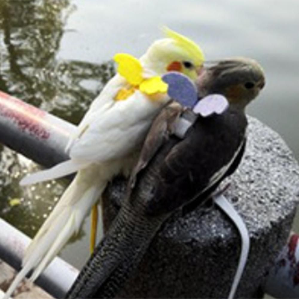 Yellow Parrot Bird Leash Outdoor Adjustable Harness Training Rope Anti Bite Flying Band Soft Comfortable Parrot Leash