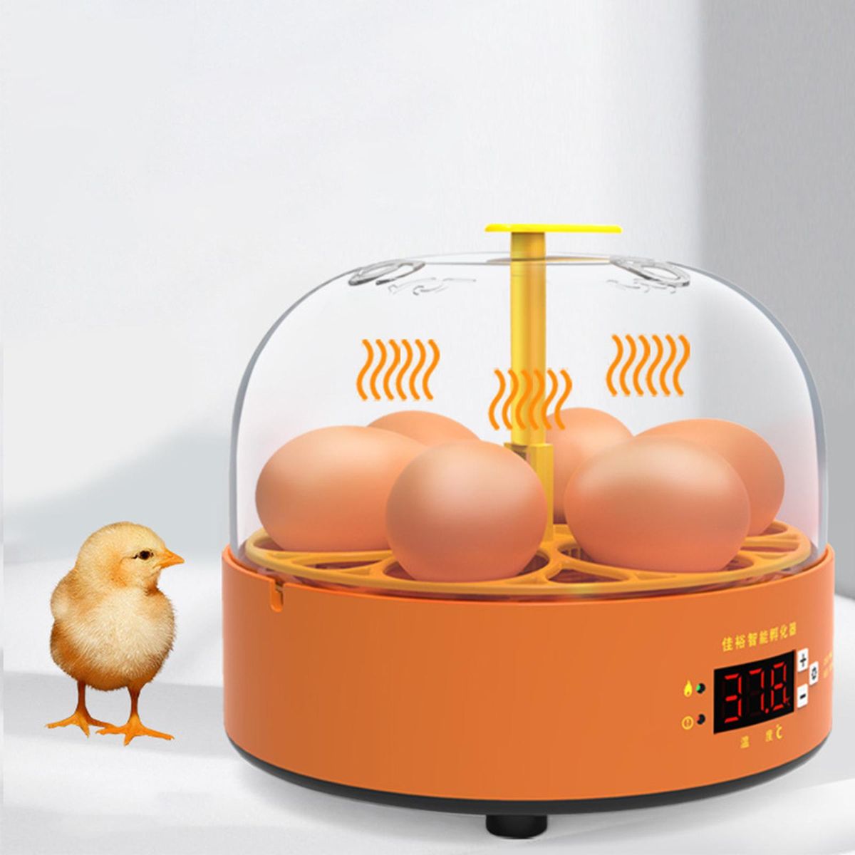 Bulk Fertilized Fertile Goose Poultry Brooder