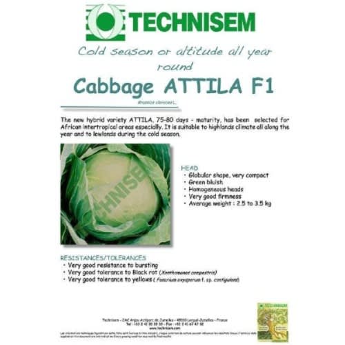 Technisem Hybrid Cabbage Seed (attila F1 ) - 50g