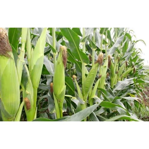 Oba Super-6 Hybrid Maize Seeds - Pro-vitamin A Maize - 2kg