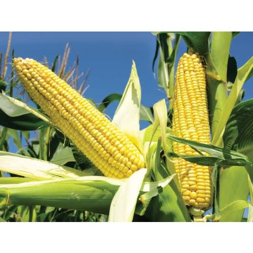 Oba Super-6 Hybrid Maize Seeds - Pro-vitamin A Maize - 2kg