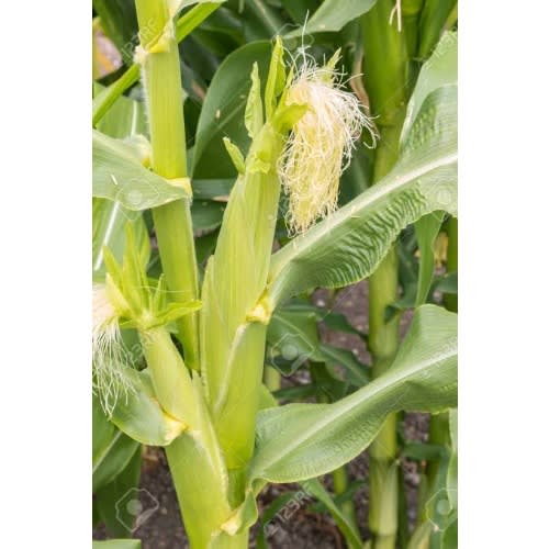 Oba Super-6 Hybrid Maize Seeds - Pro-vitamin A Maize - 2kg