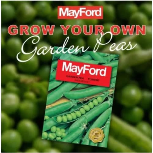 Garden Pea - Greenfeast -20g