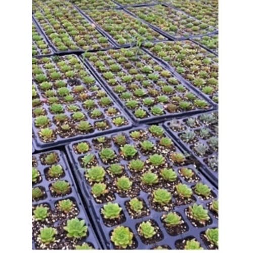 Seedling Tray - 200 Cells  - 2 Cartons - 200 Pieces