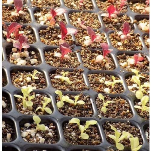 Seedling Tray - 20 Pieces - 128 Holes /cells