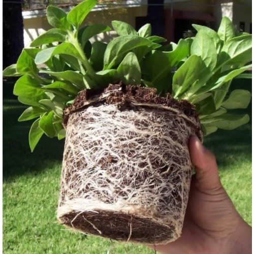 Coco Peat - Washed & Buffered - 5kg Block