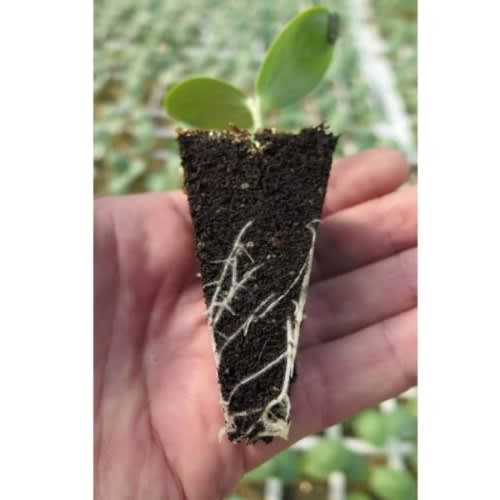 Coco Peat - Washed & Buffered - 5kg Block
