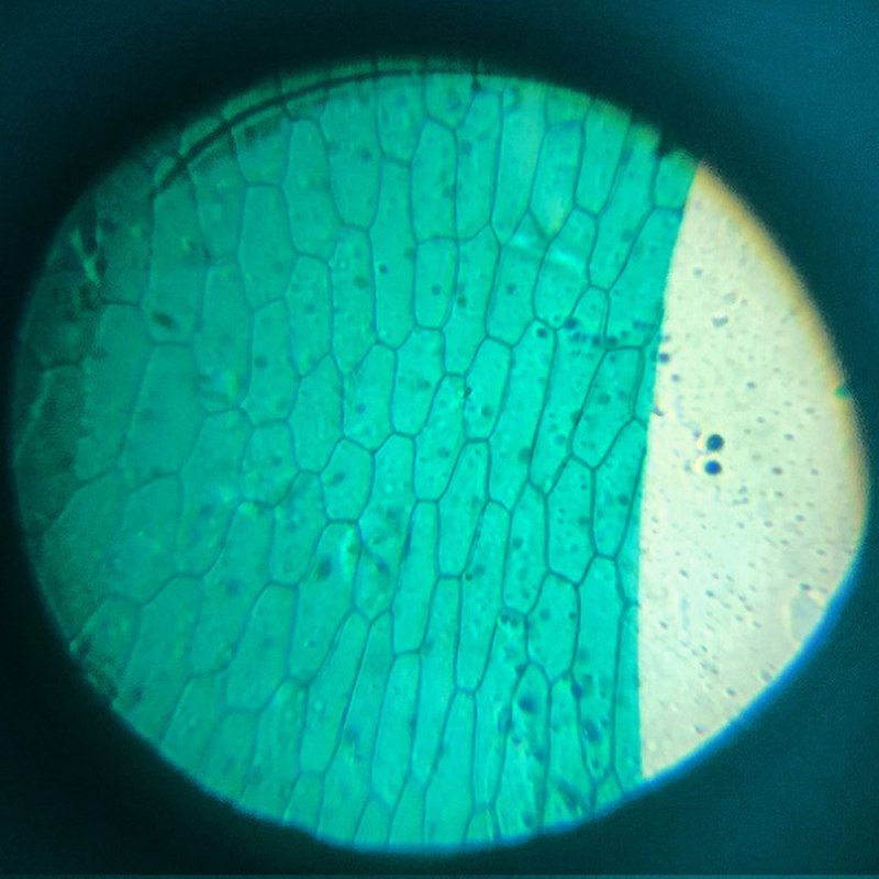 Kids 150X DIY Microscope Science Experiment-Purple Blue