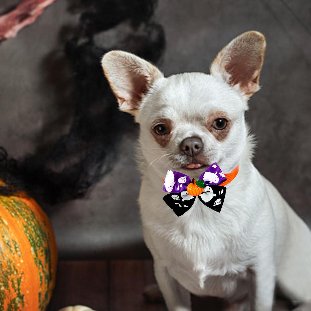 Cat Choker Necklace Cat Bowties Fall Halloween  E