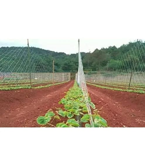 100 Meter Plant Climbing Support Net Trellis - Netting For Cucumber, Yam, Pea, Bean - 3 Pieces