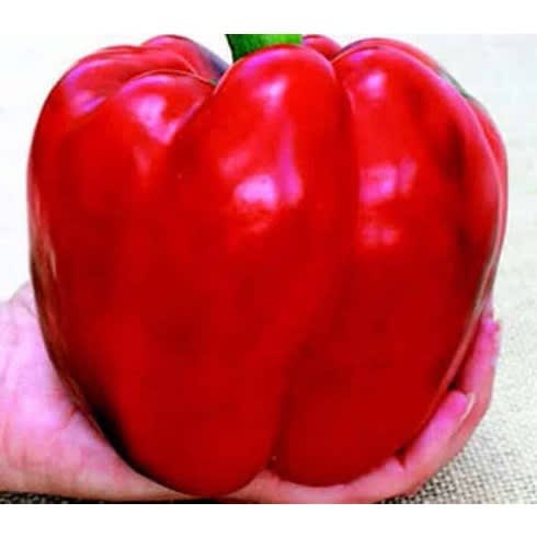 Hybrid Green Bell Pepper Seeds -  F1 Goliath - 5 Grams