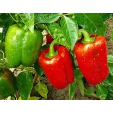 Hybrid Green Bell Pepper Seeds -  F1 Goliath - 5 Grams