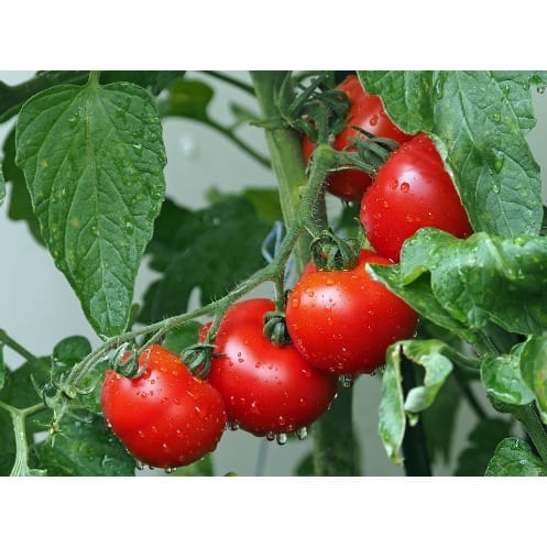 East-West - Hybrid Tomato Seed - Platinum 701 F1  - 10 Grams
