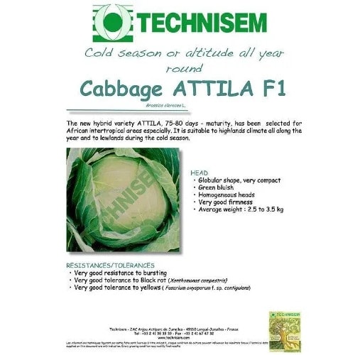 Hybrid Cabbage Seed - Attila F1  -10g