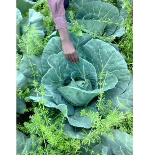 Hybrid Cabbage Seed - Attila F1  -10g