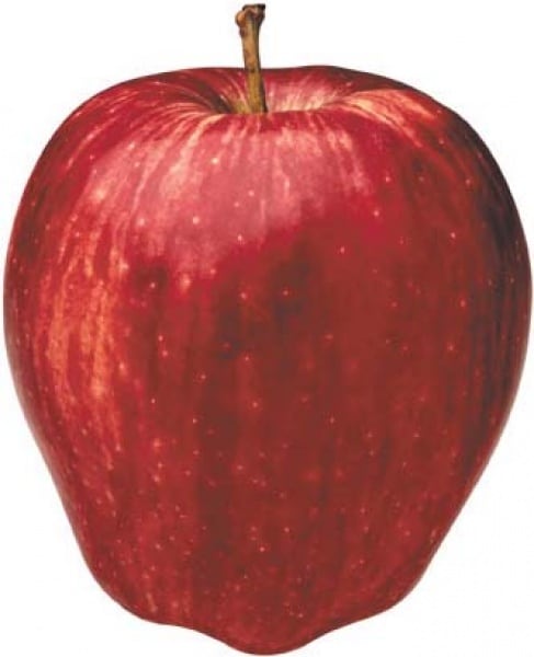 Apple Carton - 100 Pieces