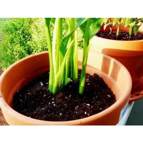 Sphagnum Peat Moss For Gardening And Potting Mix - 10kg