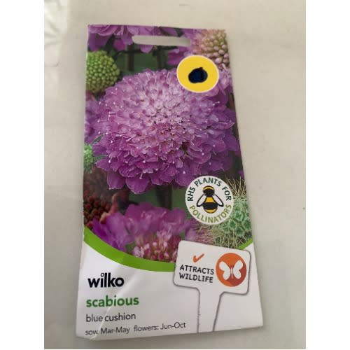 Scabious -blue Cushion Seeds -50 Seeds