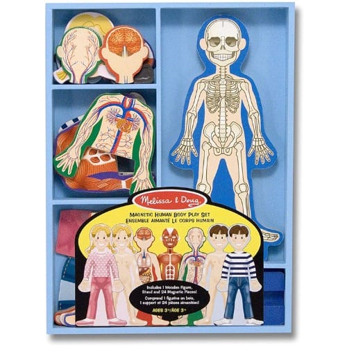 Magnetic Human Body Play Set