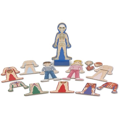 Magnetic Human Body Play Set