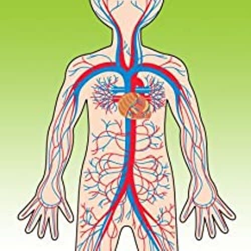 Magnetic Human Body Play Set