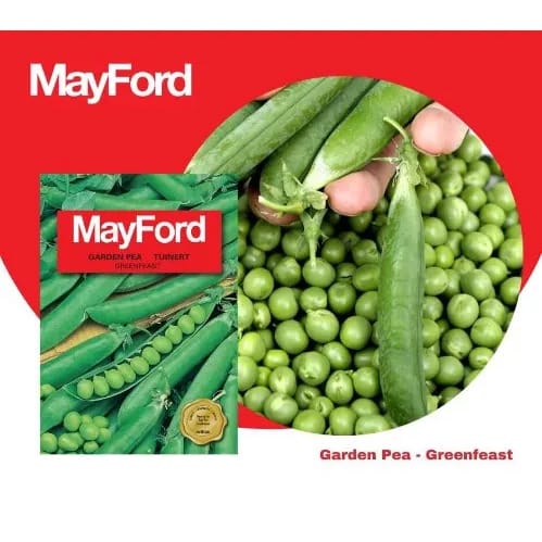 Mayford Seed - Garden Pea - Greenfeast -20g