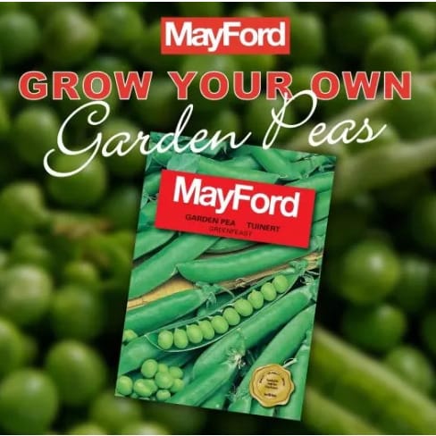 Mayford Seed - Garden Pea - Greenfeast -20g
