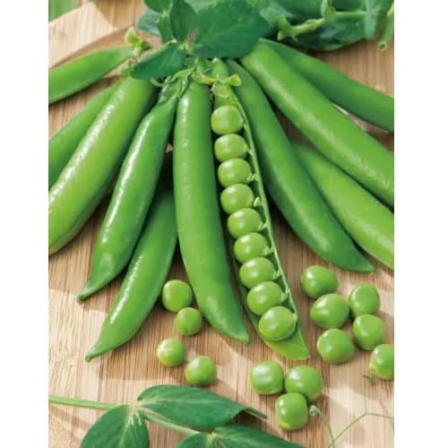 Mayford Seed - Garden Pea - Greenfeast -20g