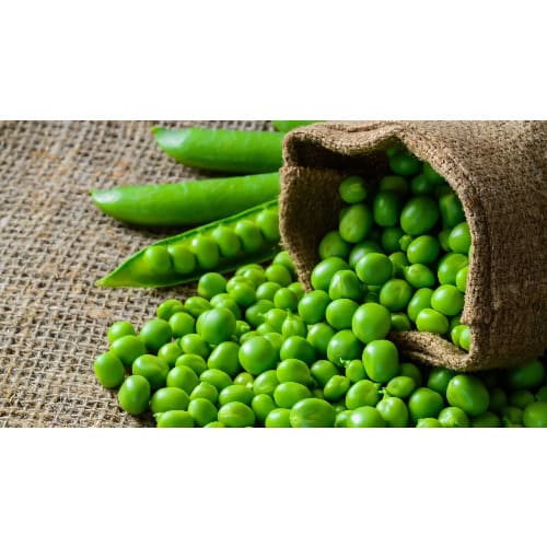 Mayford Seed - Garden Pea - Greenfeast -20g