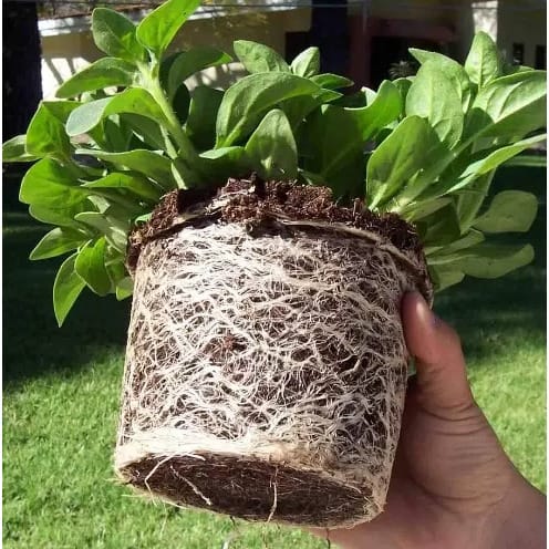 Coco Peat - Washed & Buffered - 5kg Block