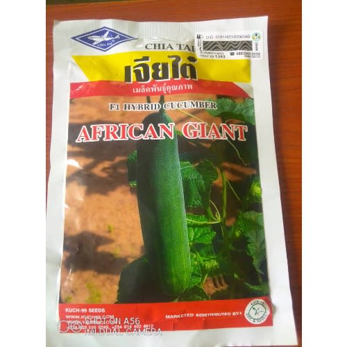 African Giant  F1 Hybrid Cucumber Seed - 50g (cu999)