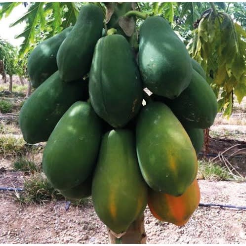 Hybrid Dwarf Papaya Seed - Maradona F1  - 100 Seeds