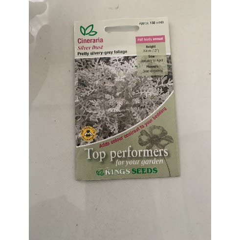 Cineraria Silver Dust Seeds -150seeds