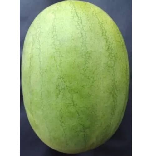 Kaolack Watermelon Seeds - 500 Grams