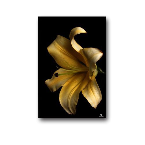 Framed Golden Rose Wall Art Canvas