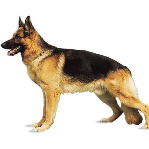 Vitapet Multivitamin Supplement For Dogs - 100tablets
