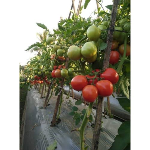 Hybrid Tomato Seeds - Cobra 26 F1 - 50g X 2 Tins