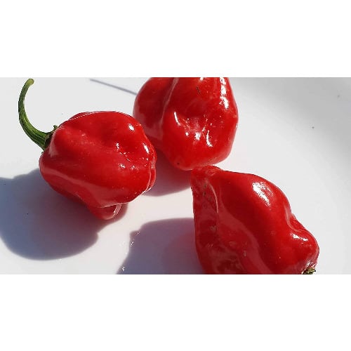 Carribean Red Habanero Pepper Seeds -10 Grams