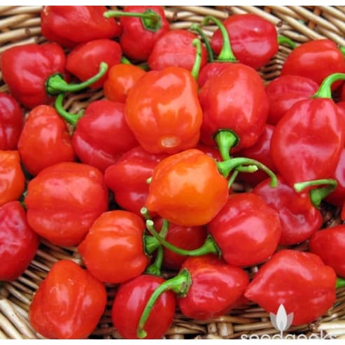 Carribean Red Habanero Pepper Seeds -10 Grams