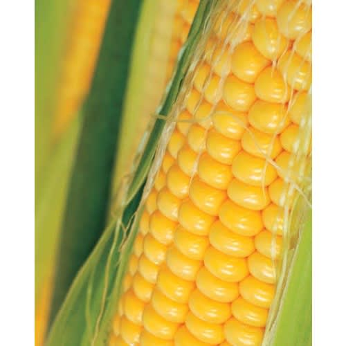 Sweet Corn Seeds - Golden Bantam - 10g