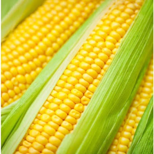 Sweet Corn Seeds - Golden Bantam - 10g
